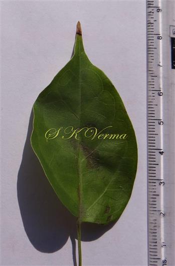  Leaflet (Adaxial View)